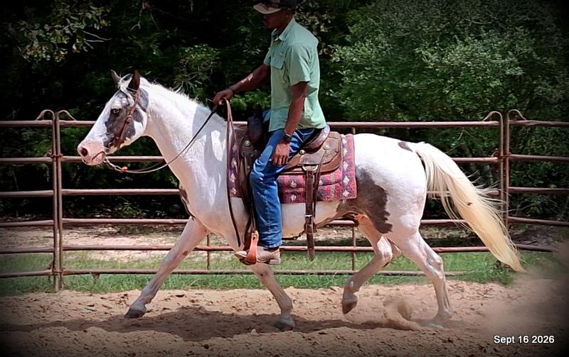 💚 Cosmo | Kid-Safe Spotted Gaited Gelding