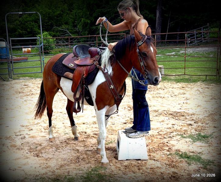 🧡Coca🧡Solid, Sensible Trail Mare 🌟