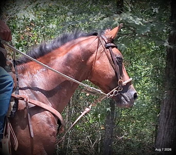 💚Sable • Beginner Safe & Family Safe Mare💚