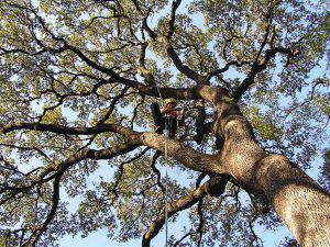 Choice Tree Service