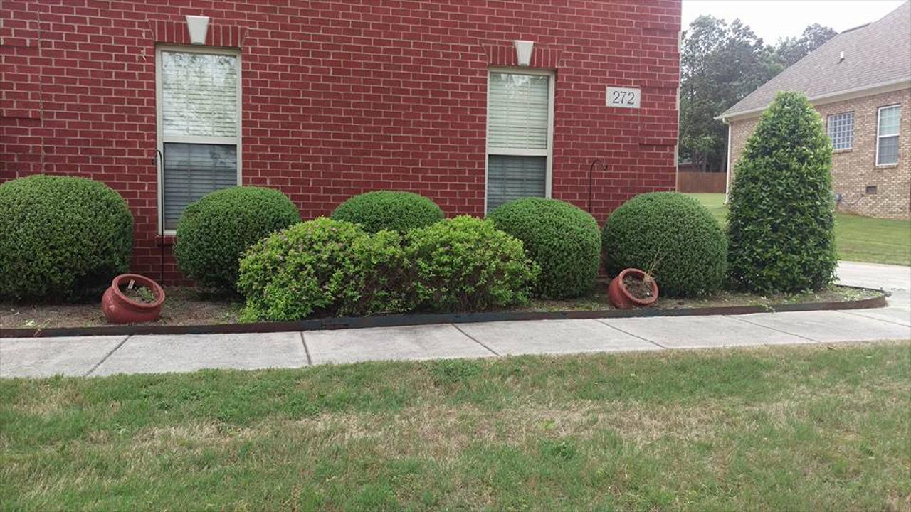 Shrub &amp; Bush Trimming