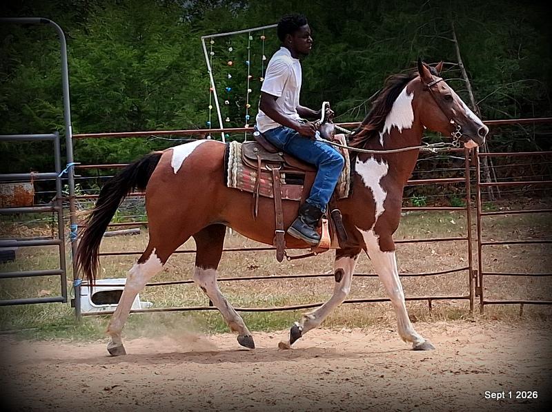 💛 🐴 Milly • Beginner Safe, Confident & Smooth Trail Mare💛