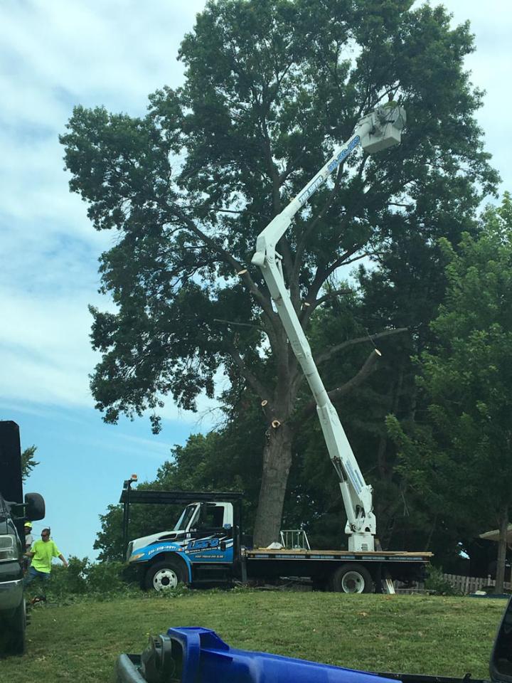 Trim or Remove Any Tree