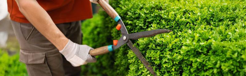 Residential Shrub Maintenance