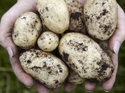 How Much Should You Plan on Planting? 