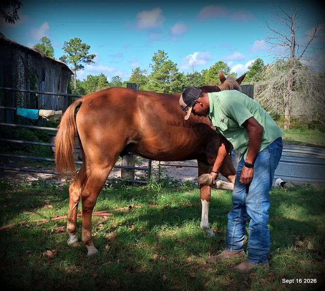 💚 Rocky | Kid-Safe Family Trail Gelding
