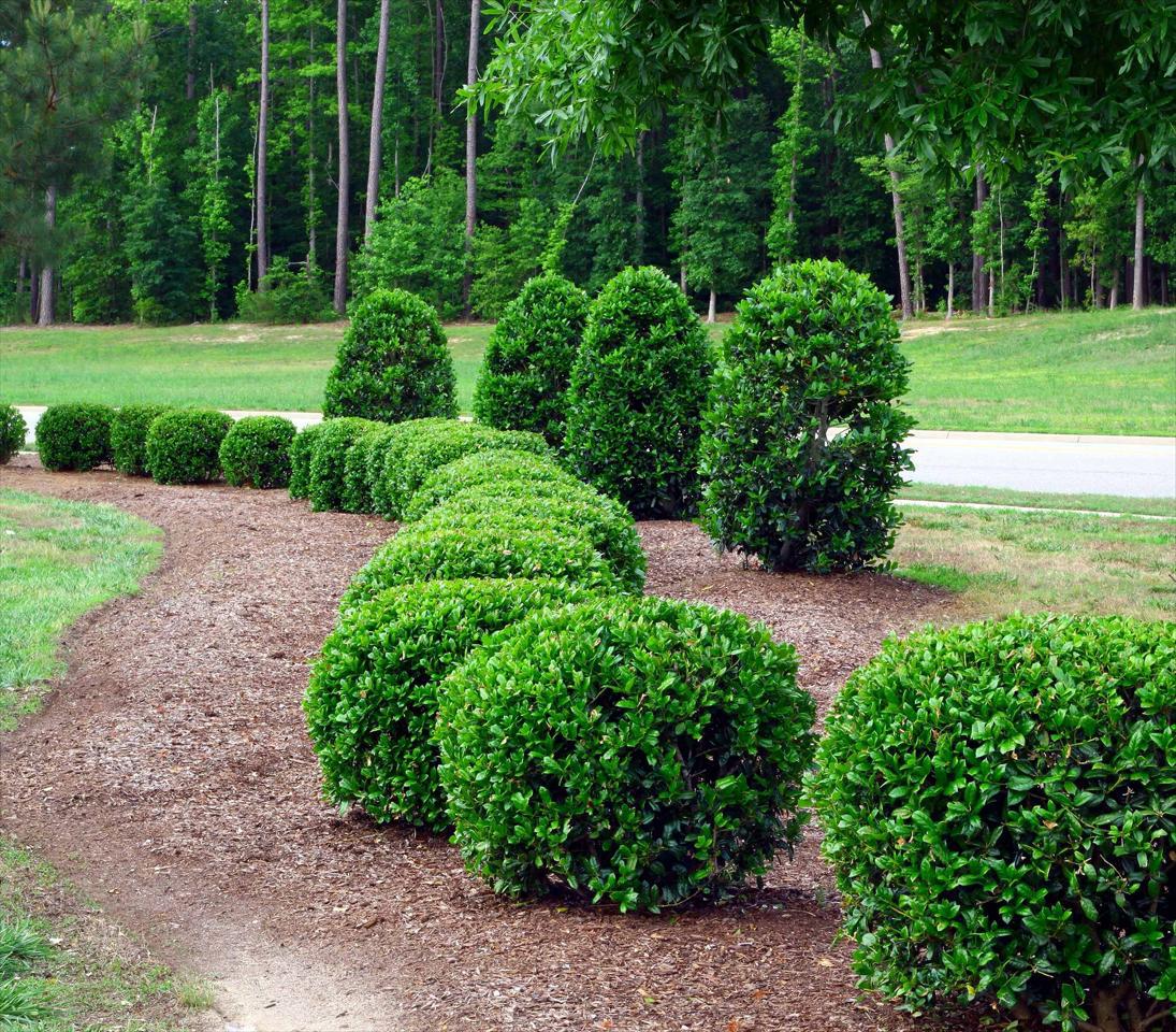 Mulch & Planting