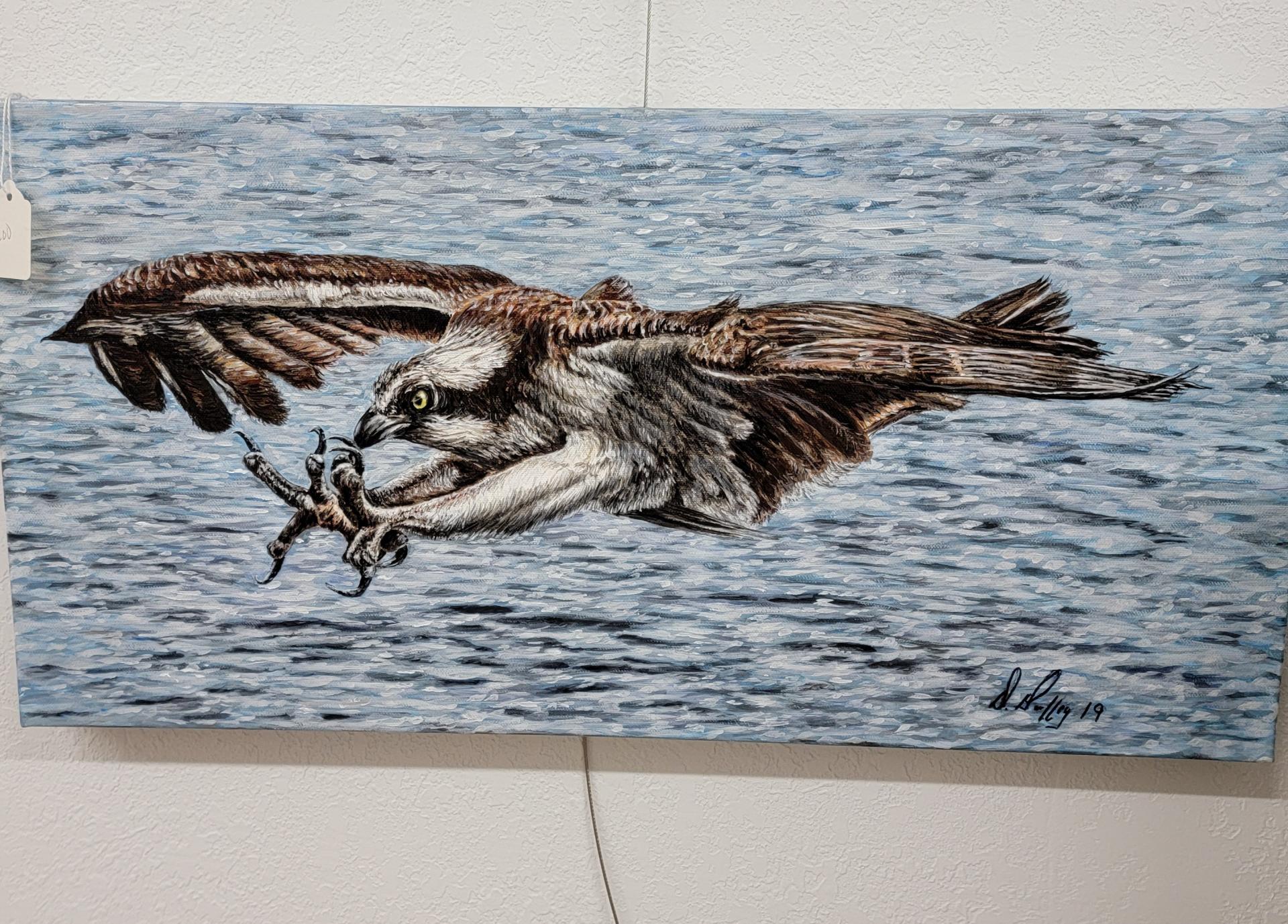 Hunting Osprey