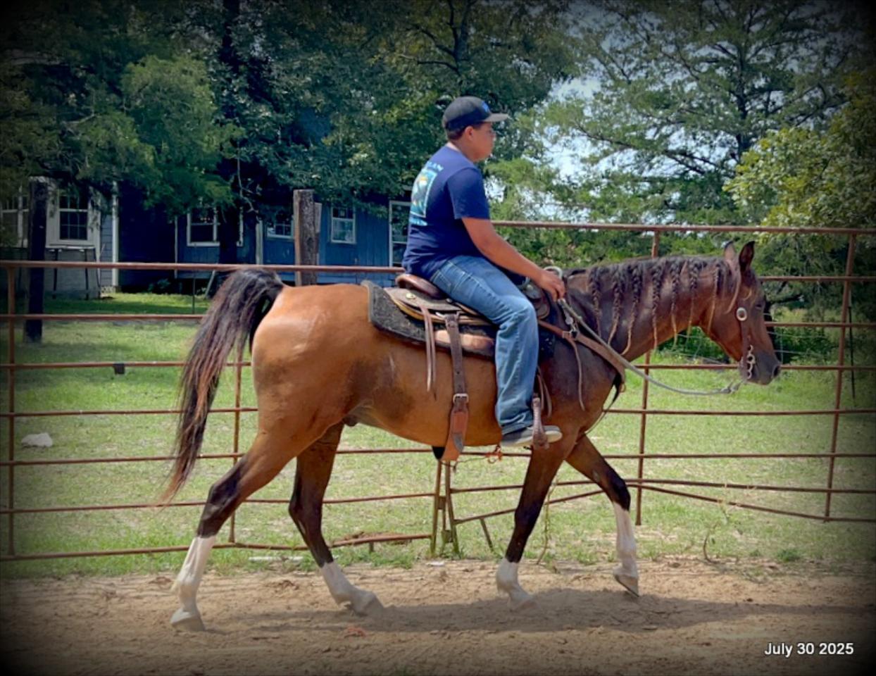 Cash- 11 Year Old Arabian Cross