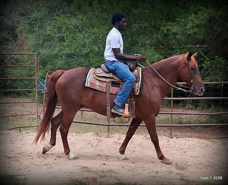 💚🐴 Cricket • Kid Safe & Beginner Safe Family Mare💚
