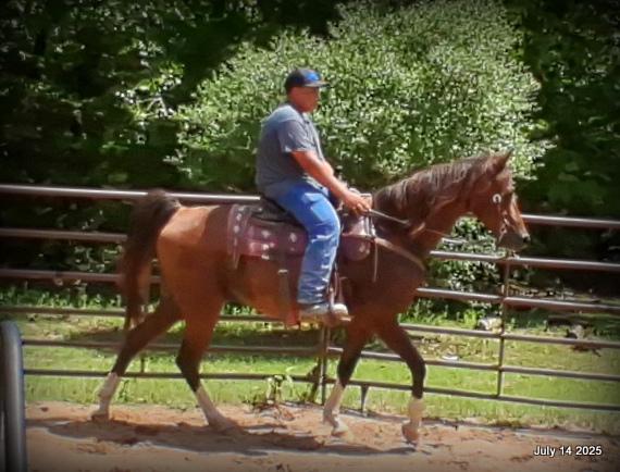 Cash- 11 Year Old Arabian Cross