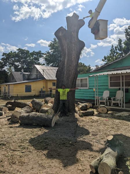 Tree Removal