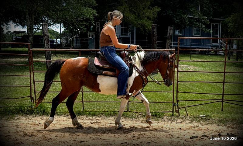🧡Coca🧡Solid, Sensible Trail Mare 🌟