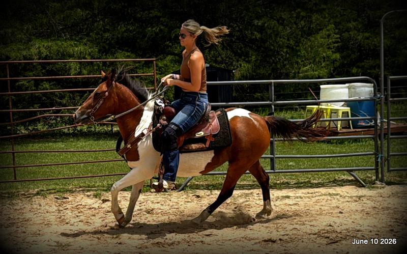🧡Coca🧡Solid, Sensible Trail Mare 🌟