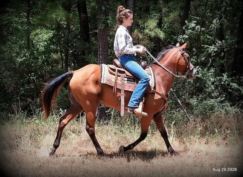 🧡🐴 Sable • Advanced Beginner, Family Friendly & Dependable Trail Mare 🧡