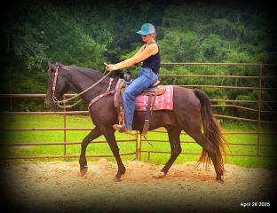 Midnight ***Gentle, Gaited Trail Gelding
