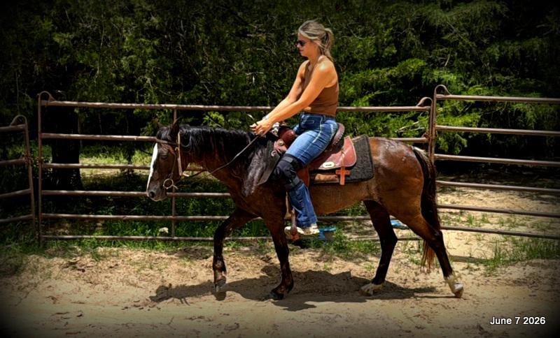 💛Bugs💛Smooth-Gaited Trail Mare 🌟