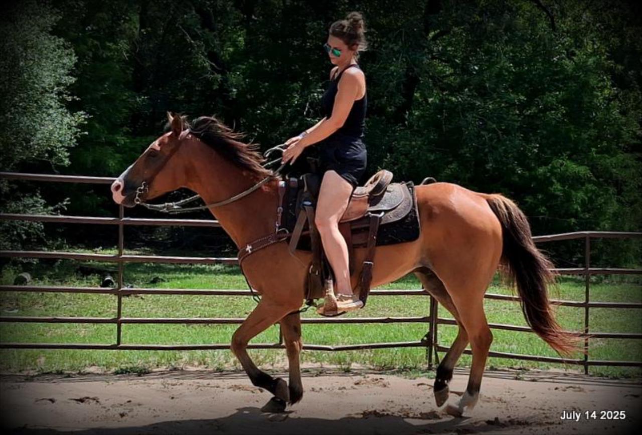Bailey – Sweet Bay Gelding with a Heart of Gold