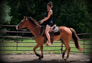 Bailey – Sweet Bay Gelding with a Heart of Gold