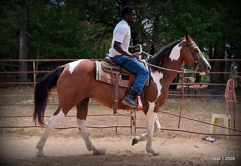 💛 🐴 Milly • Beginner Safe, Confident & Smooth Trail Mare💛