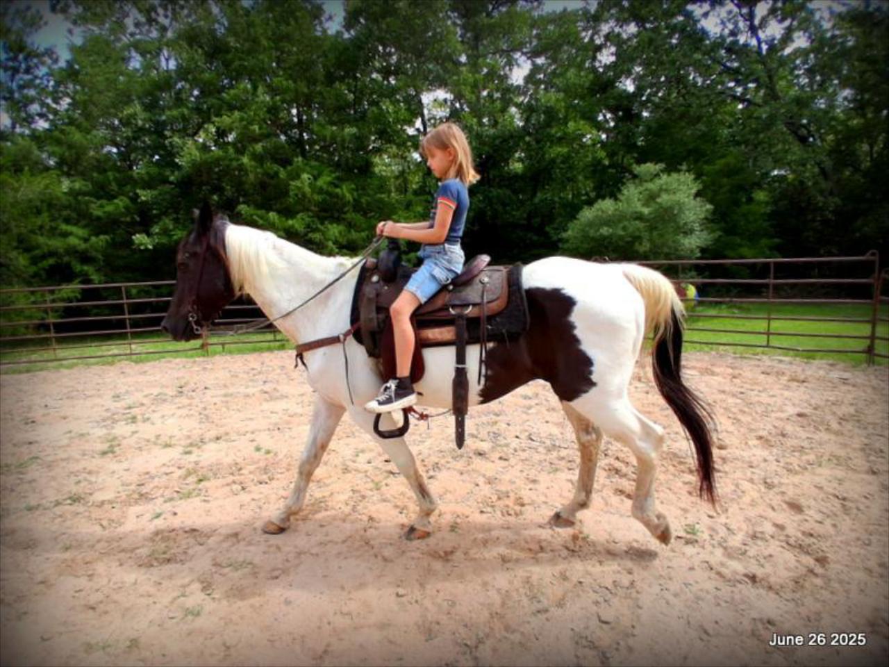 Meet Patrick – The Perfect Family Gelding!