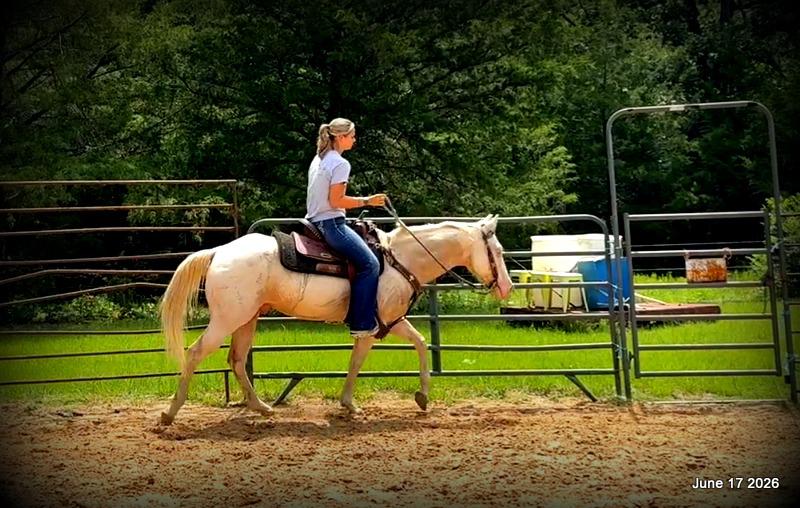 💚Prince💚Meet Prince: Your Dream Riding Partner! 👑