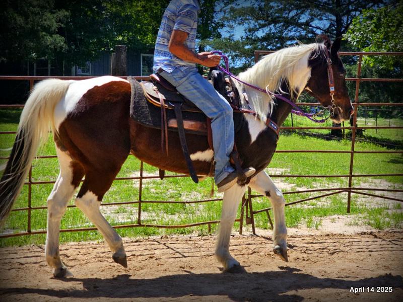 Montana – The Picture-Perfect Partner with All the Right Moves