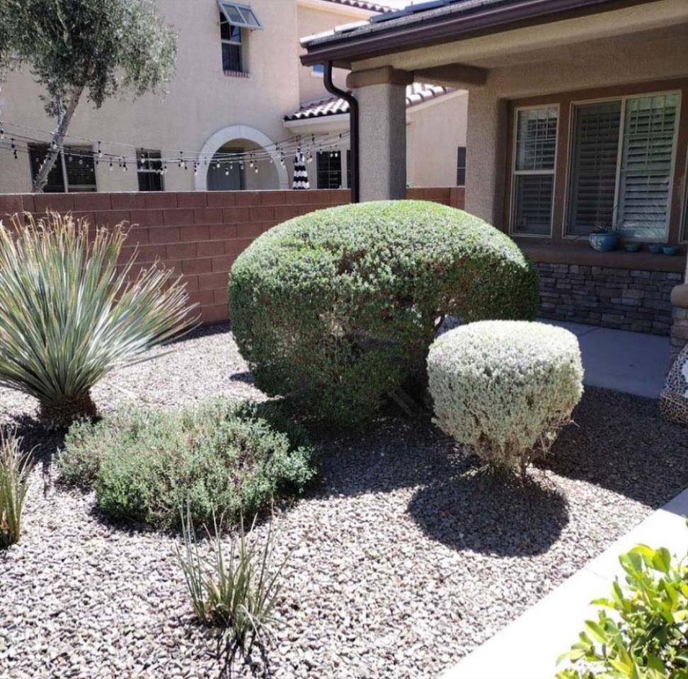 TREE, BRUSH, & SHRUBS