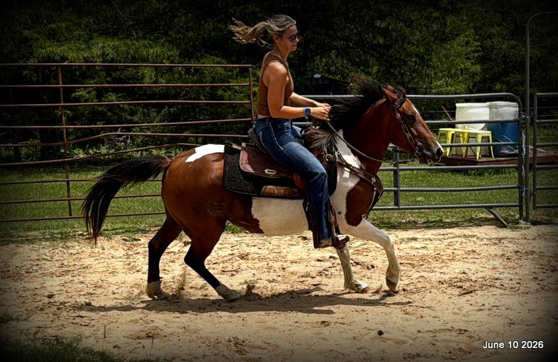 🧡Coca🧡Solid, Sensible Trail Mare 🌟