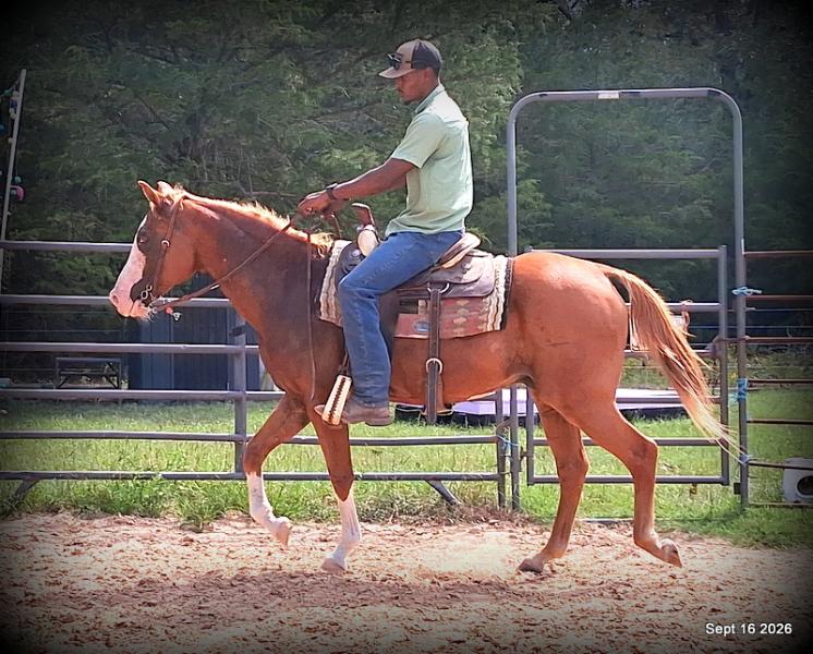 💚 Rocky | Kid-Safe Family Trail Gelding
