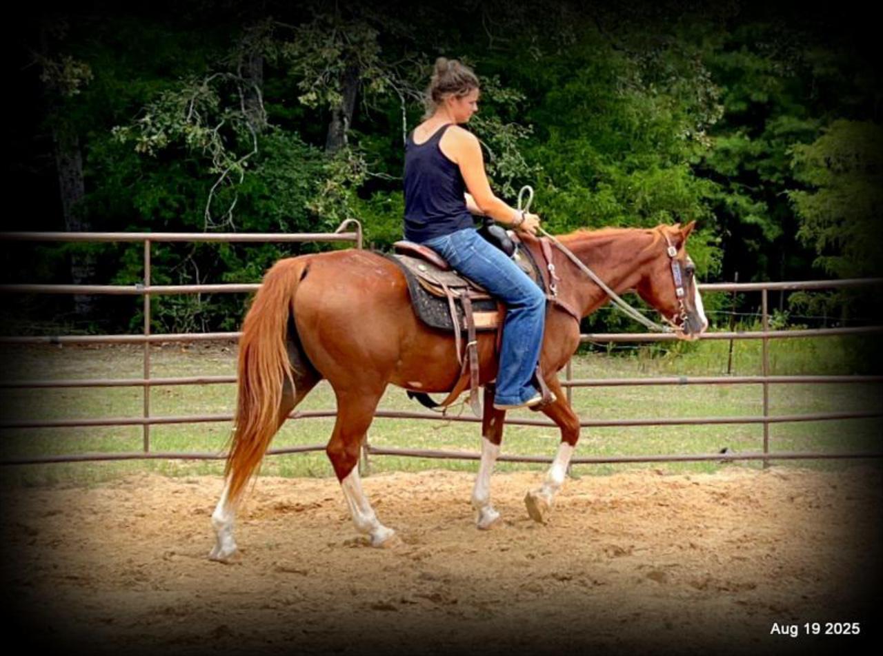Cooper Amazing Beginners Horse