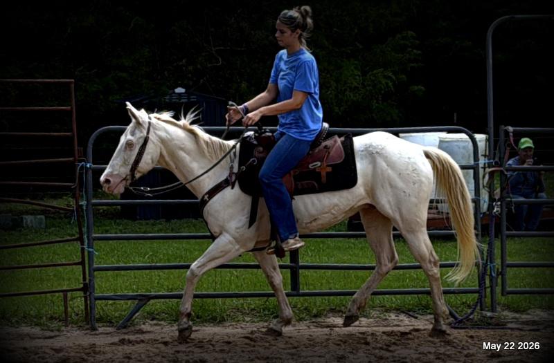 💚Prince💚Meet Prince: Your Dream Riding Partner! 👑