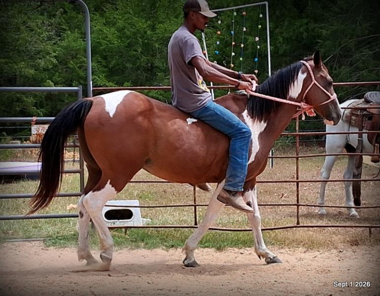 💛 🐴 Milly • Beginner Safe, Confident & Smooth Trail Mare💛