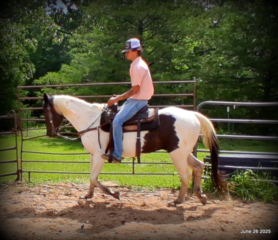 Meet Patrick – The Perfect Family Gelding!