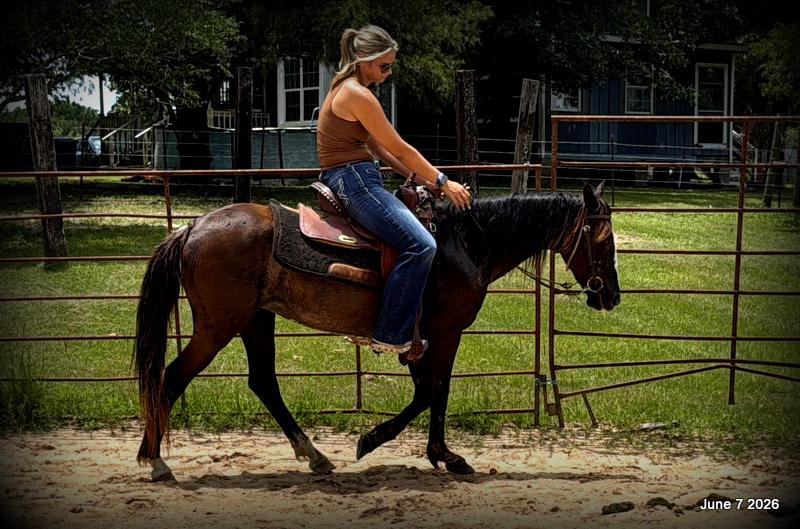 💛Bugs💛Smooth-Gaited Trail Mare 🌟