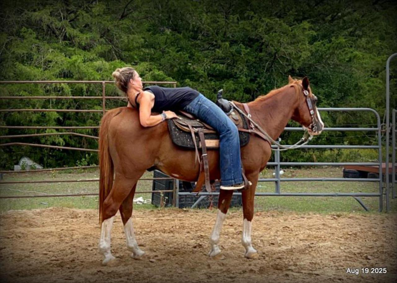 Cooper Amazing Beginners Horse
