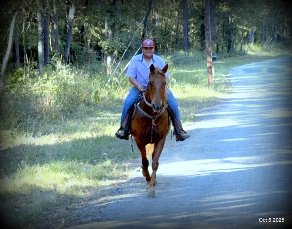 🌹 Meet Missouri – The Mare That Makes Every Ride Feel Like Home 🌹