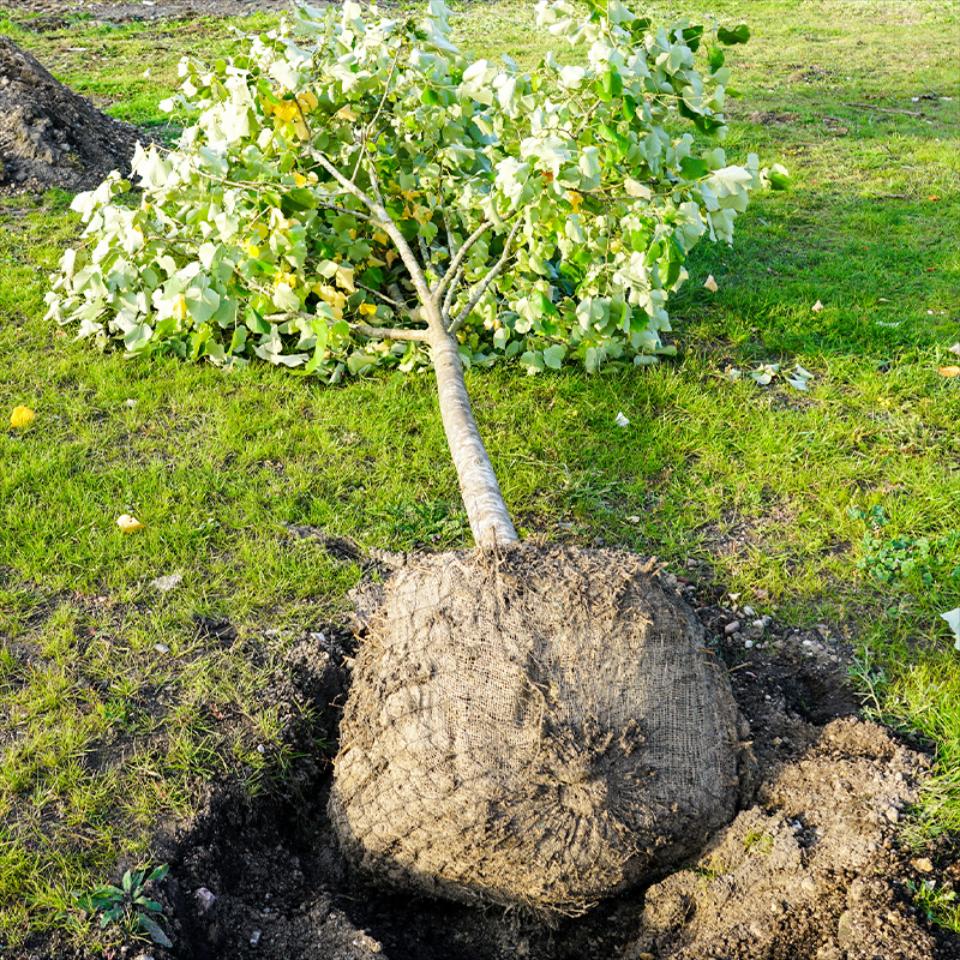 Whole Tree Removal