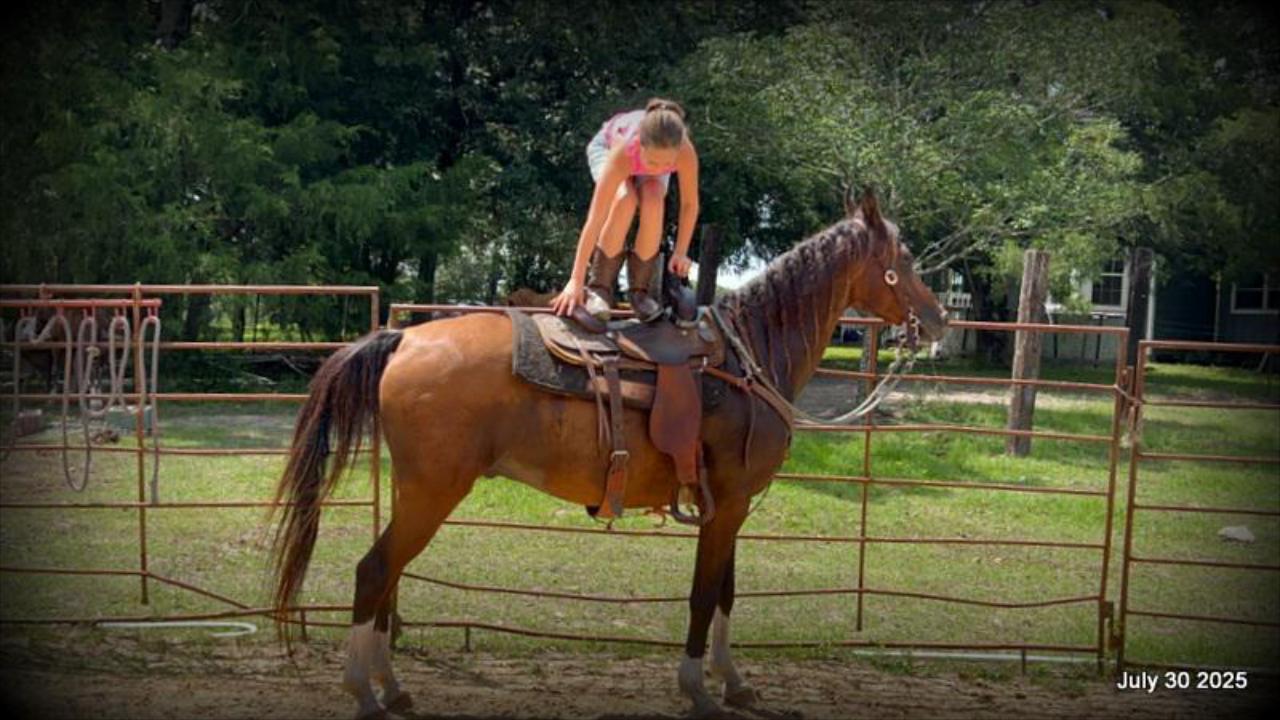 Cash- 11 Year Old Arabian Cross