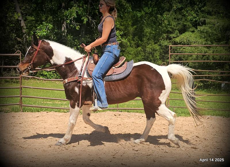 Montana – The Picture-Perfect Partner with All the Right Moves