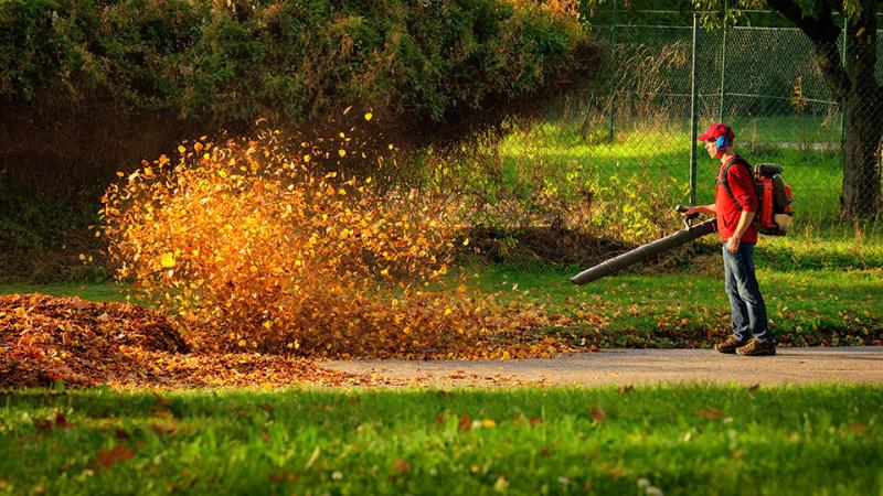 Leaf Removal