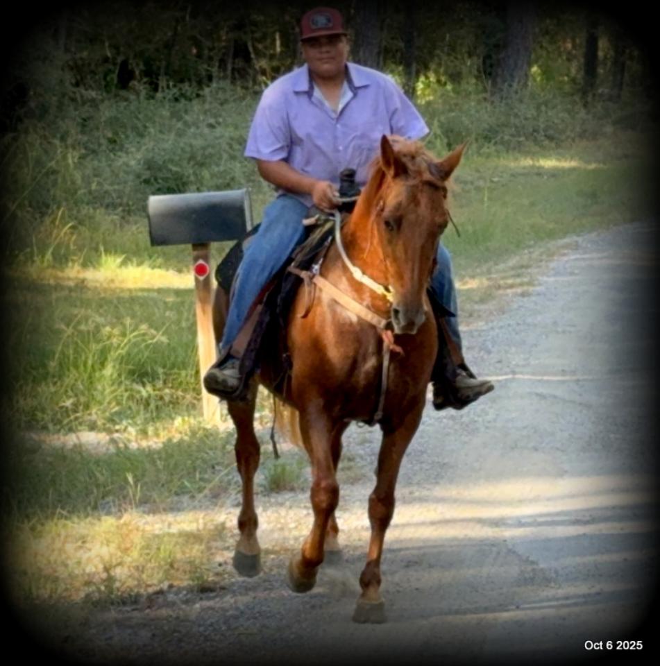 🌹 Meet Missouri – The Mare That Makes Every Ride Feel Like Home 🌹