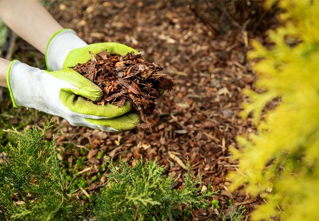 Mulching