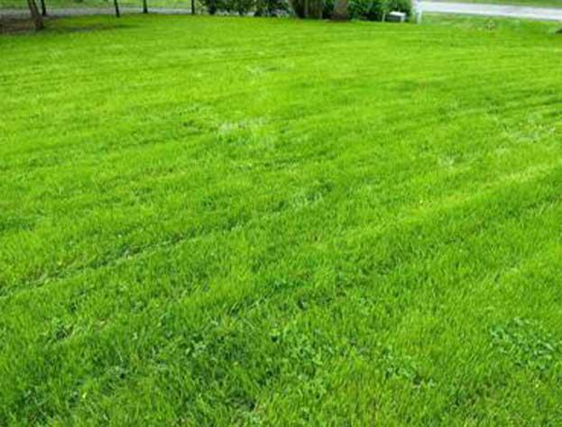 Sod & Lawn Installation