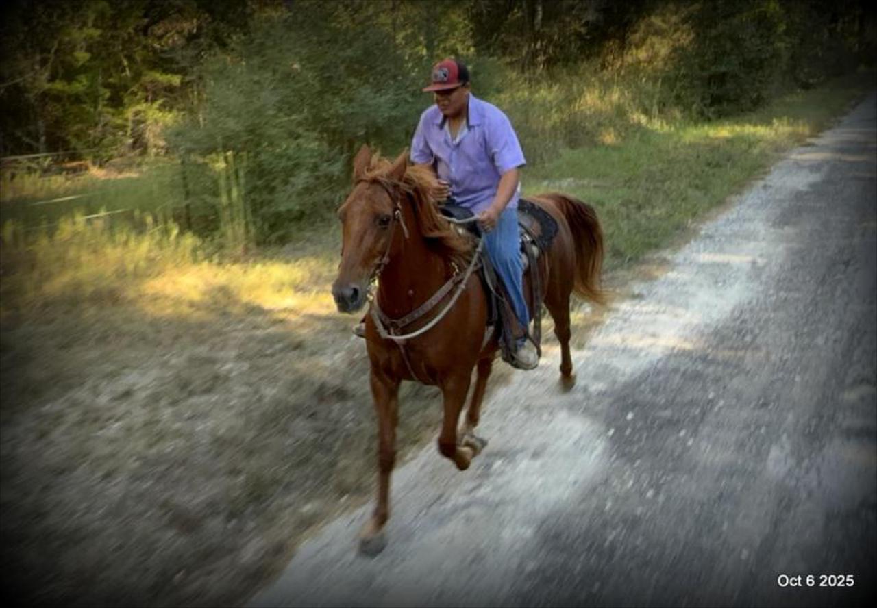 🌹 Meet Missouri – The Mare That Makes Every Ride Feel Like Home 🌹