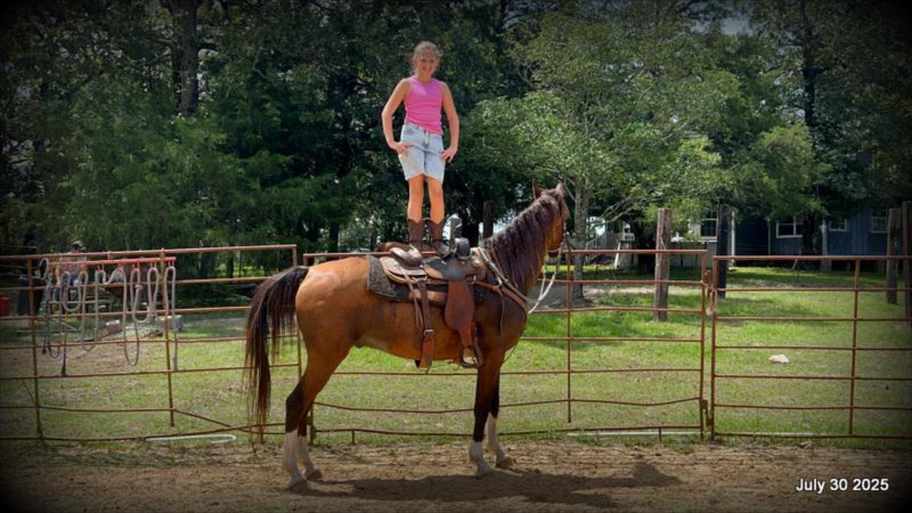 Cash- 11 Year Old Arabian Cross