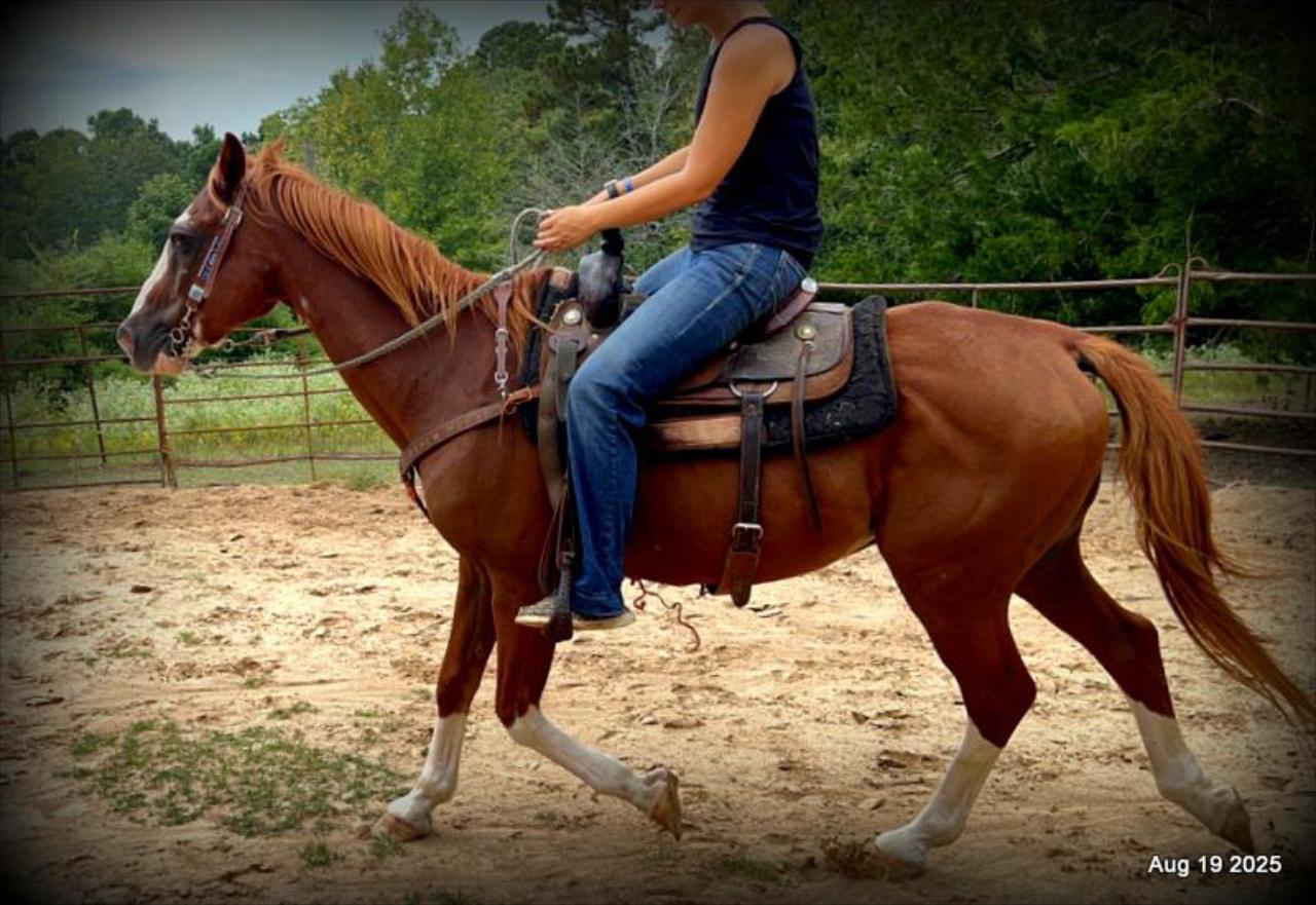 Cooper Amazing Beginners Horse