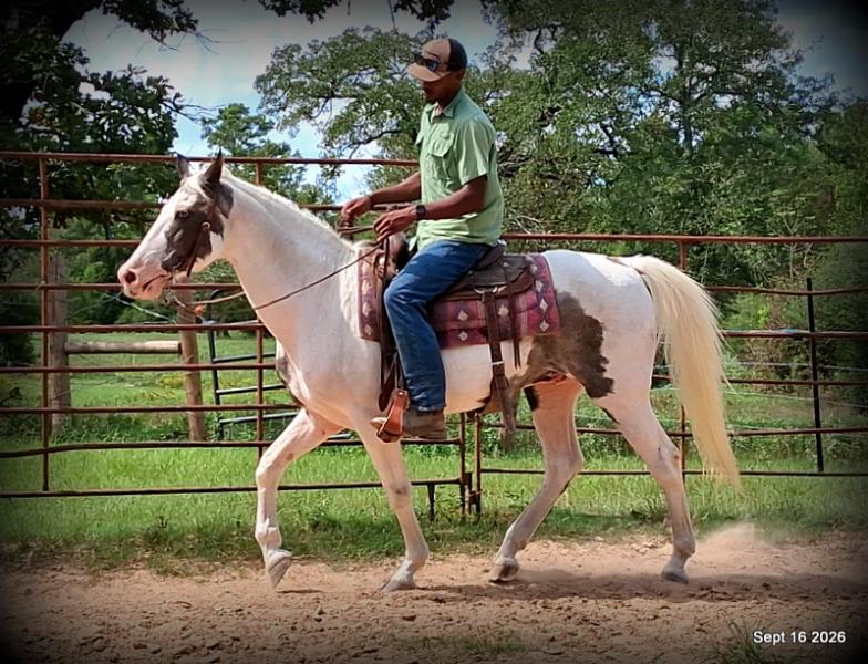 💚 Cosmo | Kid-Safe Spotted Gaited Gelding