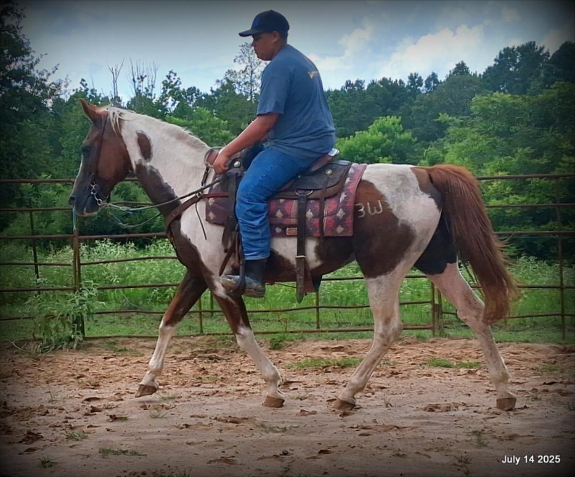 Jazzy – Beautiful Paint Mare with a Heart of Gold