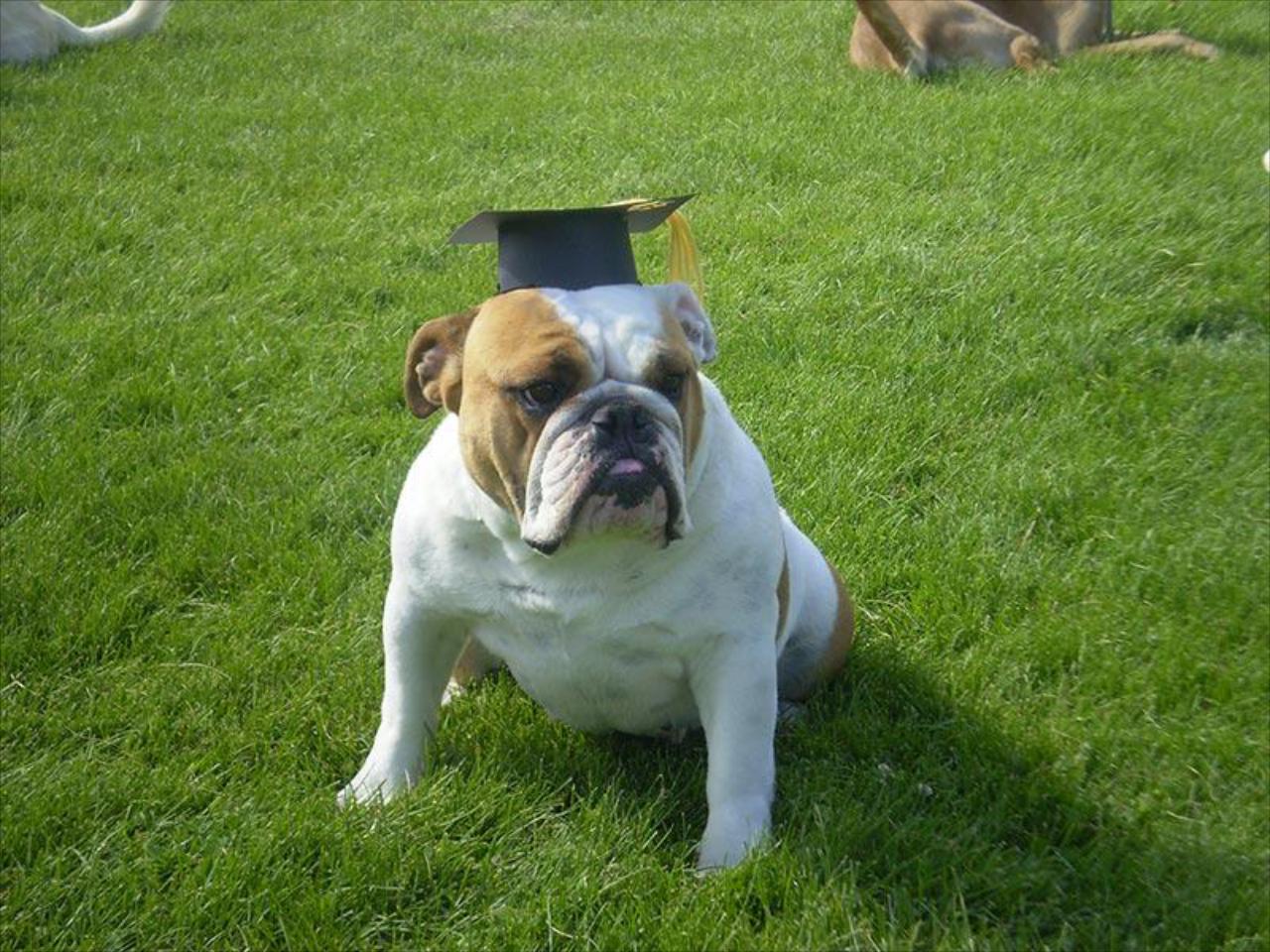 “We highly recommend Scotch Pines Dog training.“